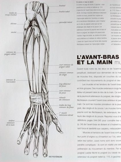 Explication muscles bras corps-humain