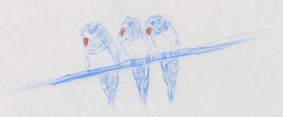 3 dessins de perruches art-animalier dessin au crayon de couleur