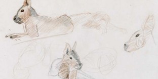 Dessins animaliers croquis animaux dessinés au crayon de couleur