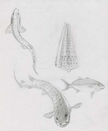 dessins poissons marins coquillage dessinés crayon