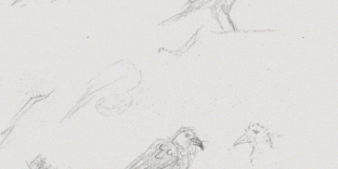 Esquisses oiseaux dessins au crayon-à-papier