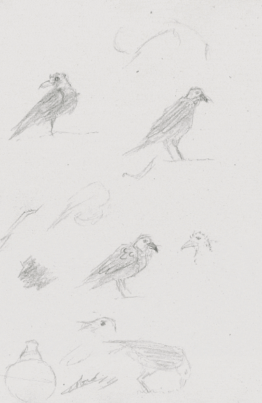 Esquisses oiseaux dessins au crayon-à-papier