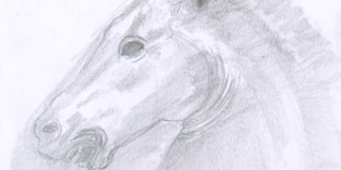 Profil de tête de cheval esquissé