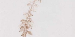 Mahonia plante dessinée sanguine