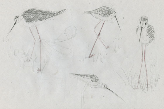 4 esquisses animalières échassiers crayonés